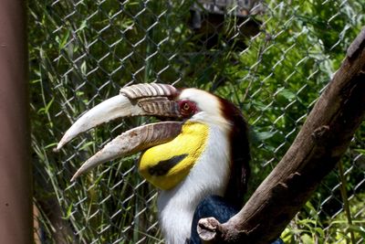 Hornbill in cage at zoo