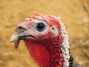 Close-up of a bird