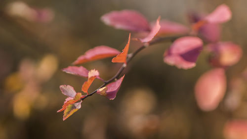 Close-up of pink flowering plant during autumn