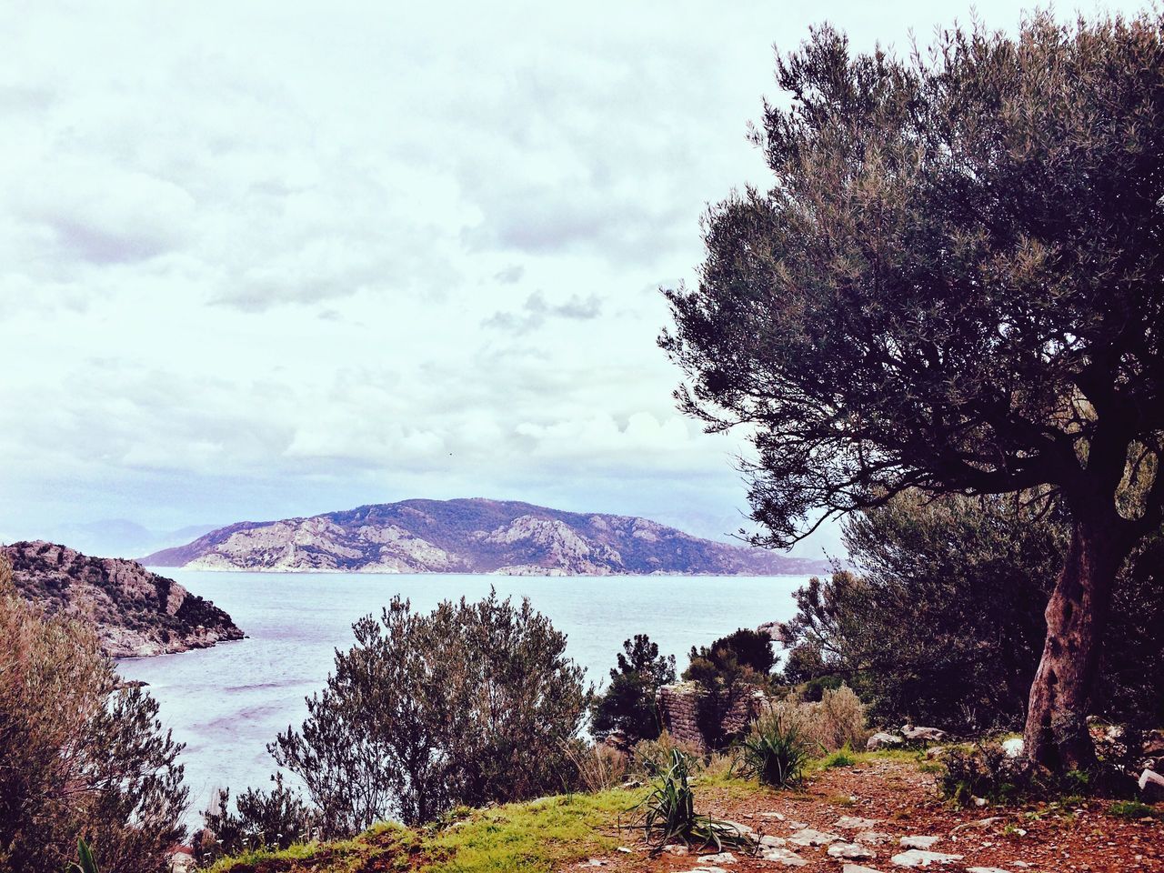 tree, tranquil scene, tranquility, sky, scenics, beauty in nature, mountain, nature, cloud - sky, landscape, water, growth, non-urban scene, idyllic, cloudy, cloud, day, outdoors, remote, lake