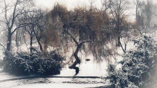 Bare trees on snow covered landscape