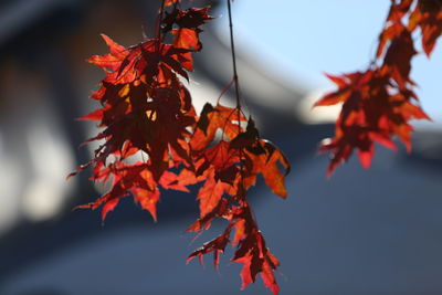 Low angle view of maple leaves against sky