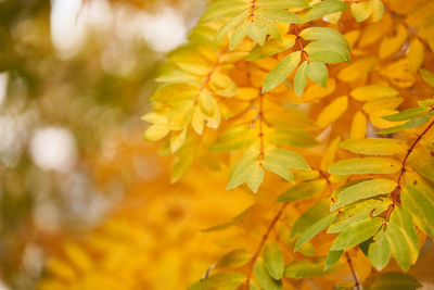 Close-up of leaves on tree