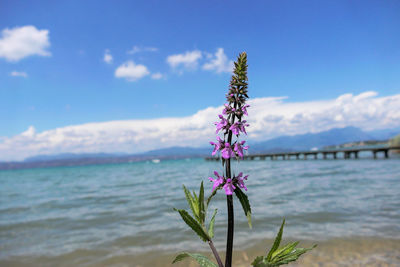 Close-up of pink flowering plant against sea
