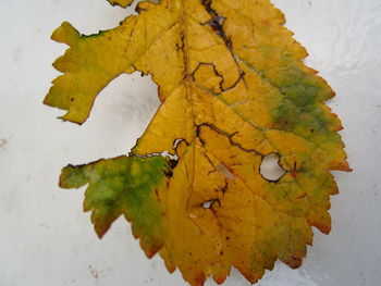 High angle view of maple leaves on plant