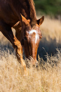 Close up of a horse