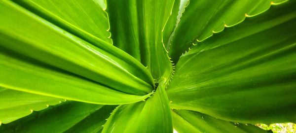 Full frame shot of green leaves agave