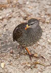 Close-up of a bird on field