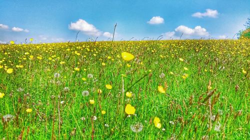 Flowers growing in field