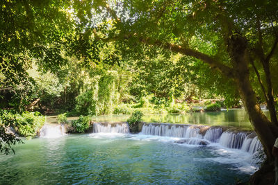 Scenic view of waterfall in forest