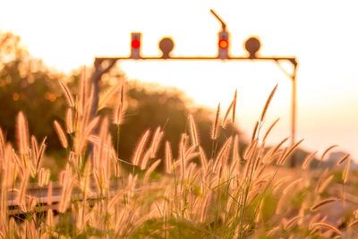 Close-up of crops on field against sky