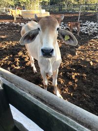 Portrait of cow standing