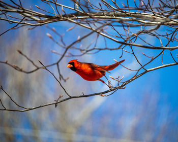 Low angle view of bird perching on branch against sky