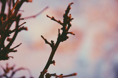 Close-up of plant against white background