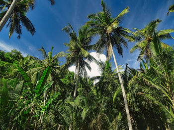 Low angle view of palm trees against sky