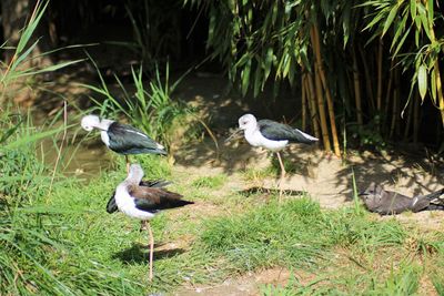 View of birds on land