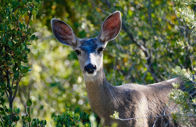 Portrait of deer