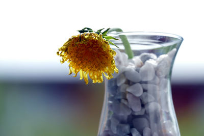 Close-up of honey bee on glass flower