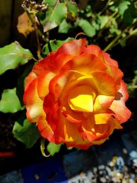 Close-up of rose blooming outdoors