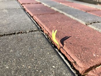 Surface level view of plant on street