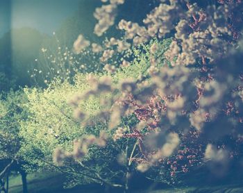 Close-up of flowers against sky