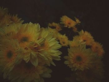 Close-up of plant against blurred background