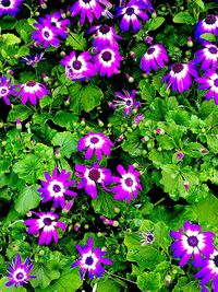 Close-up of purple flowers blooming outdoors