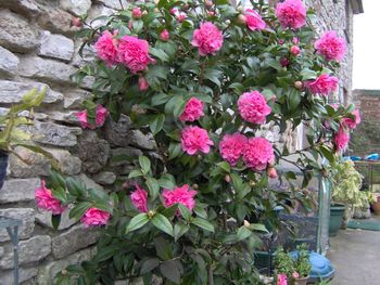 Close-up of pink flowers