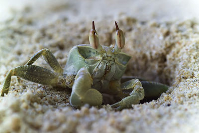 Close-up of crab on sand