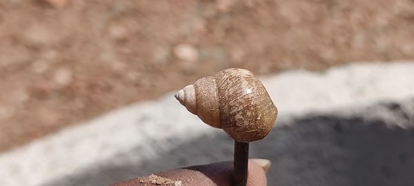 Close-up of mushroom growing on land