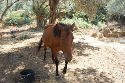 Horse standing on field