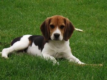 Puppy sitting on grass