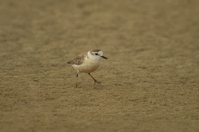 Close-up of bird perching on sand