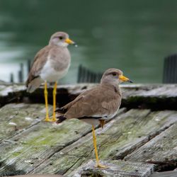 Close-up of seagulls perching on wood