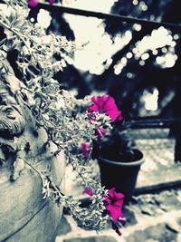 Close-up of pink flowers blooming outdoors