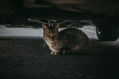 Portrait of cat sitting on car