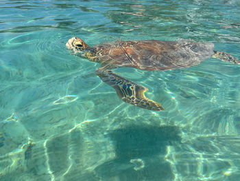 Turtle swimming in sea