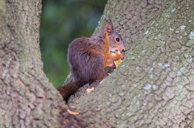 Close-up of squirrel on tree trunk