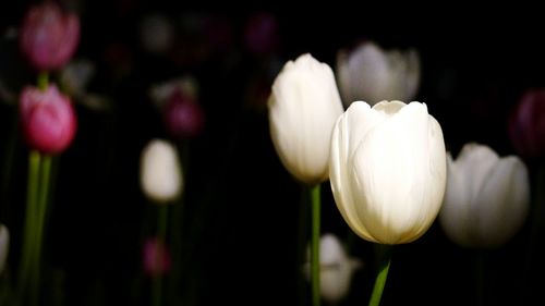 Close-up of white flowers