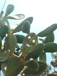 Low angle view of plants