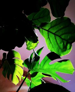 Close-up of green leaves