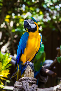 Close-up of bird