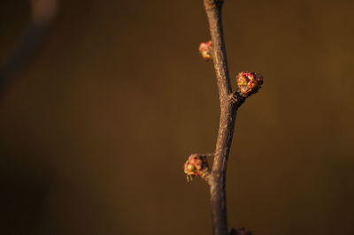 Close-up of plant on twig