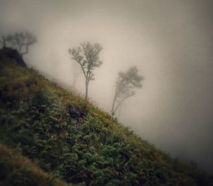 Trees on landscape against sky