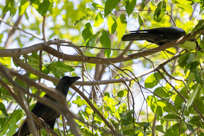 Low angle view of bird perching on tree