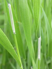 Close-up of green leaves