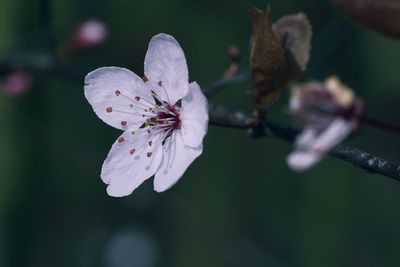 Close-up of cherry blossom