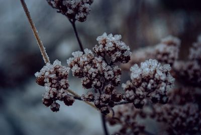 Close-up of frozen cherry tree