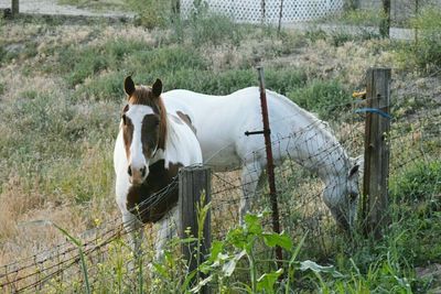 Horses standing in grass