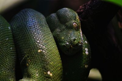 Close-up of lizard